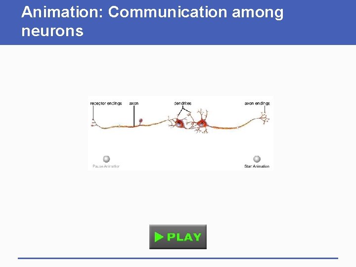 Animation: Communication among neurons 