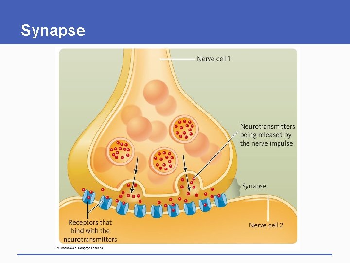 Synapse 