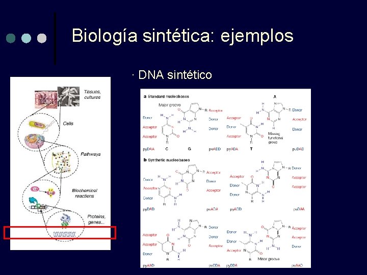 Biología sintética: ejemplos · DNA sintético Biología sintética: ejemplos · DNA sintético