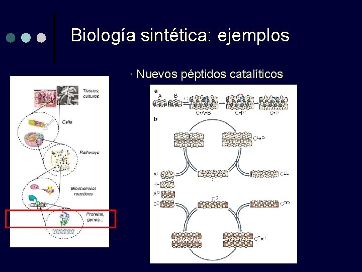 Biología sintética: ejemplos · Nuevos péptidos catalíticos 