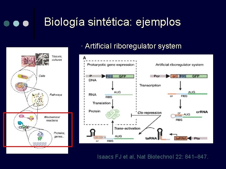 Biología sintética: ejemplos · Artificial riboregulator system Isaacs FJ et al, Nat Biotechnol 22: