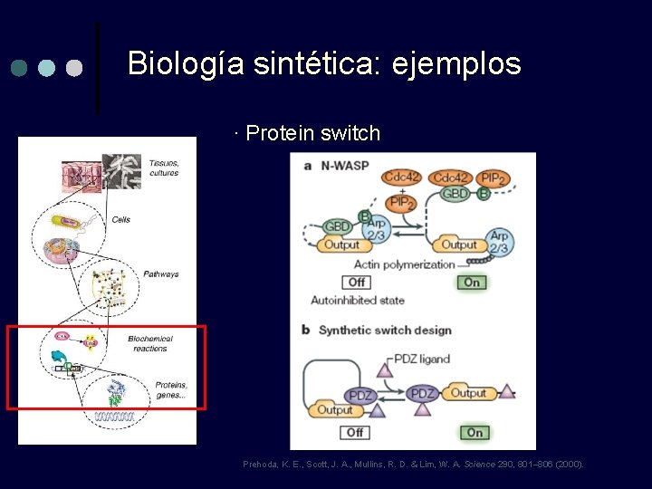 Biología sintética: ejemplos · Protein switch Prehoda, K. E. , Scott, J. A. ,