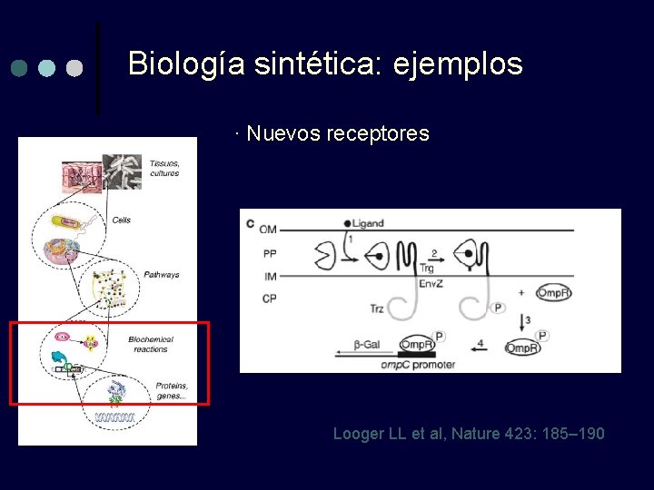 Biología sintética: ejemplos · Nuevos receptores Looger LL et al, Nature 423: 185– 190 Biología sintética: ejemplos · Nuevos receptores Looger LL et al, Nature 423: 185– 190