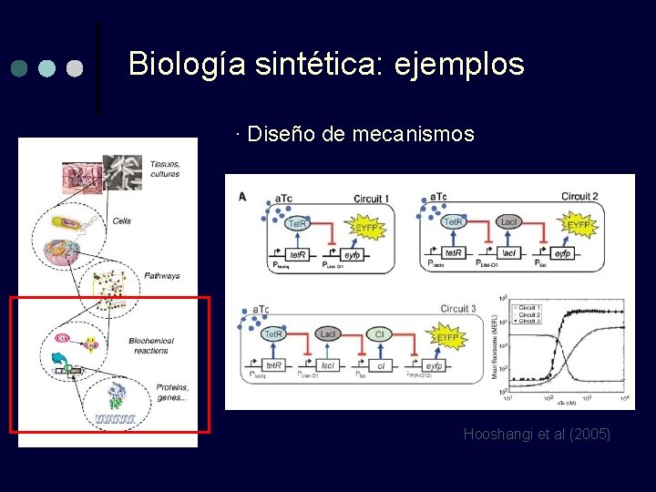 Biología sintética: ejemplos · Diseño de mecanismos Hooshangi et al (2005) Biología sintética: ejemplos · Diseño de mecanismos Hooshangi et al (2005)