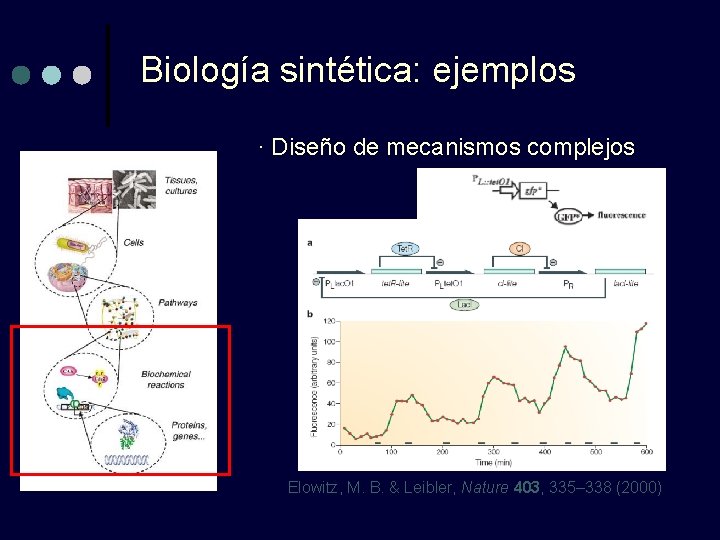 Biología sintética: ejemplos · Diseño de mecanismos complejos Elowitz, M. B. & Leibler, Nature Biología sintética: ejemplos · Diseño de mecanismos complejos Elowitz, M. B. & Leibler, Nature