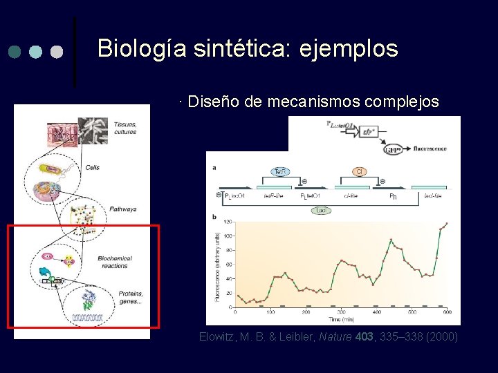 Biología sintética: ejemplos · Diseño de mecanismos complejos Elowitz, M. B. & Leibler, Nature