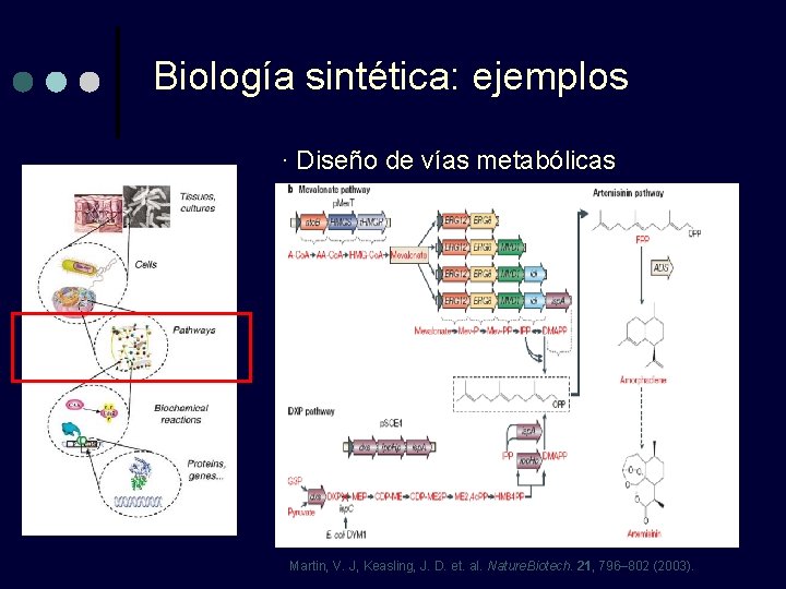 Biología sintética: ejemplos · Diseño de vías metabólicas Martin, V. J, Keasling, J. D.