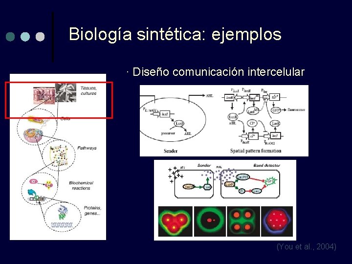 Biología sintética: ejemplos · Diseño comunicación intercelular (You et al. , 2004) 