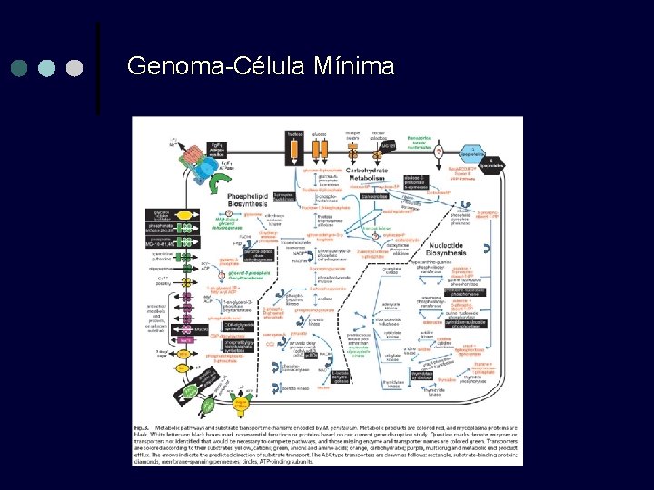 Genoma-Célula Mínima Genoma-Célula Mínima