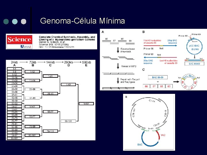 Genoma-Célula Mínima 