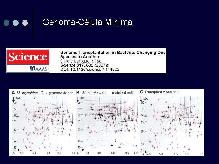 Genoma-Célula Mínima Genoma-Célula Mínima