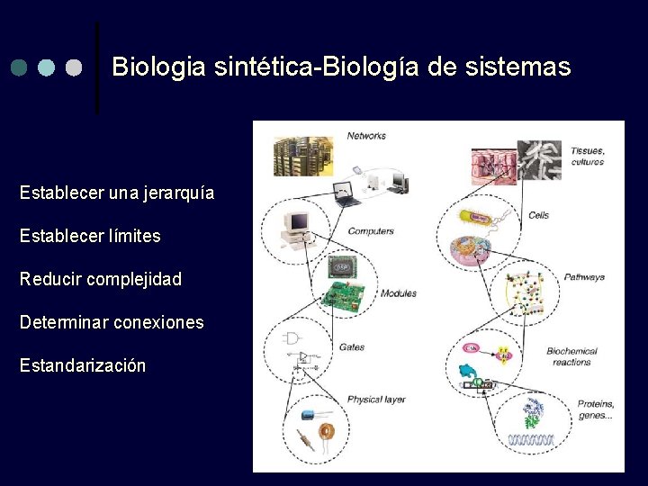 Biologia sintética-Biología de sistemas Establecer una jerarquía Establecer límites Reducir complejidad Determinar conexiones Estandarización Biologia sintética-Biología de sistemas Establecer una jerarquía Establecer límites Reducir complejidad Determinar conexiones Estandarización