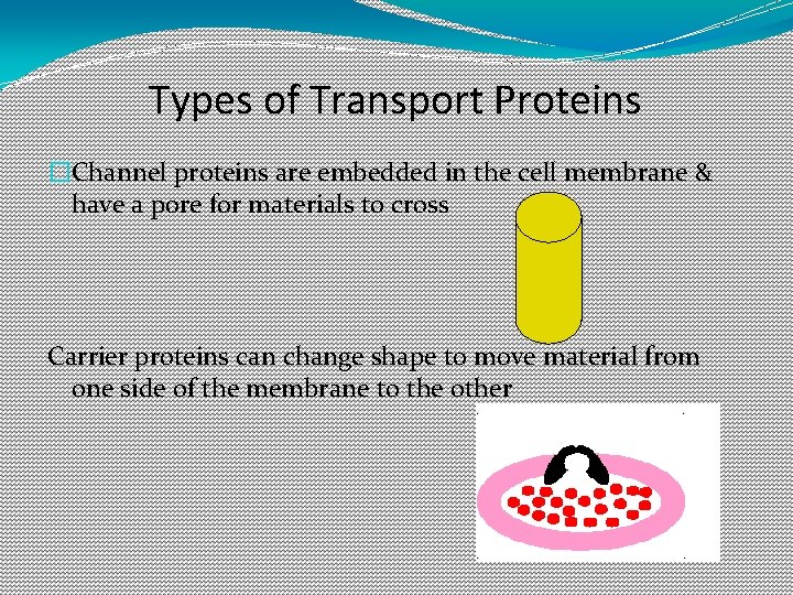 Types of Transport Proteins �Channel proteins are embedded in the cell membrane & have