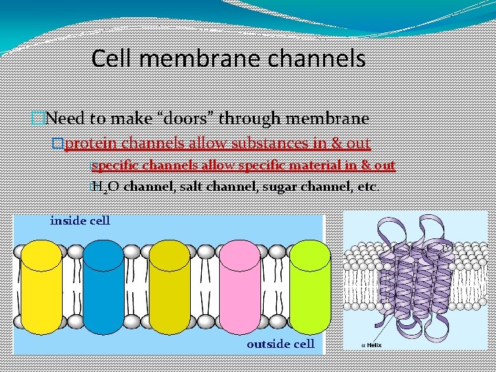 Cell membrane channels �Need to make “doors” through membrane �protein channels allow substances in