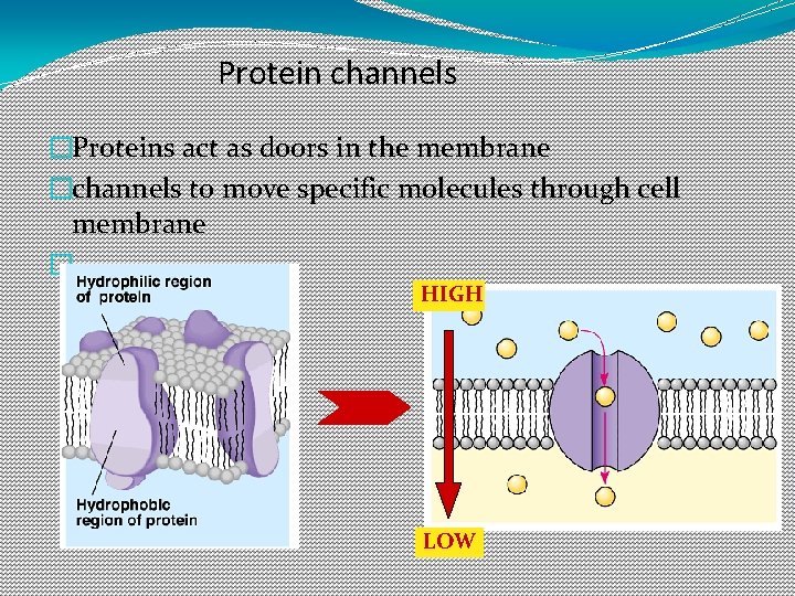 Protein channels �Proteins act as doors in the membrane �channels to move specific molecules