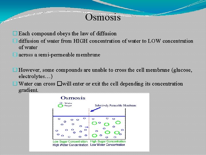 Osmosis � Each compound obeys the law of diffusion � diffusion of water from