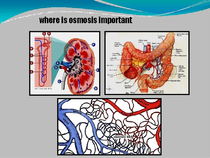 where is osmosis important 