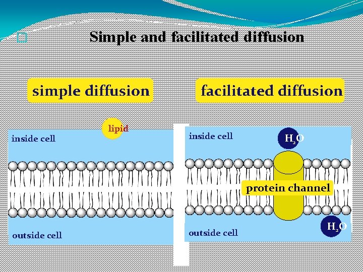 Simple and facilitated diffusion � simple diffusion inside cell lipid facilitated diffusion inside cell