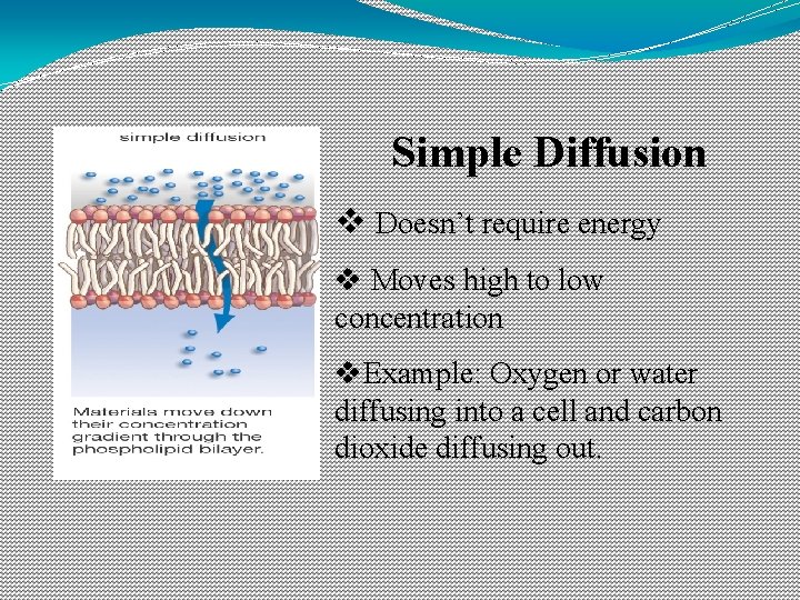 Simple Diffusion v Doesn’t require energy v Moves high to low concentration v. Example: