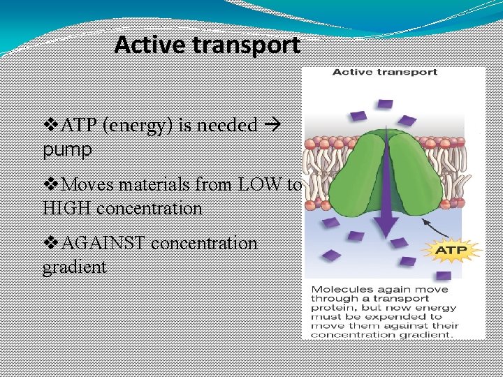 Active transport v. ATP (energy) is needed pump v. Moves materials from LOW to