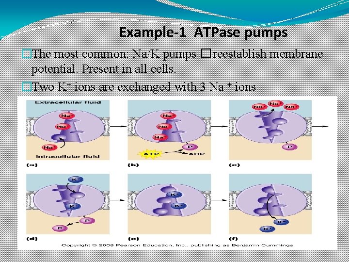 Example-1 ATPase pumps �The most common: Na/K pumps �reestablish membrane potential. Present in all