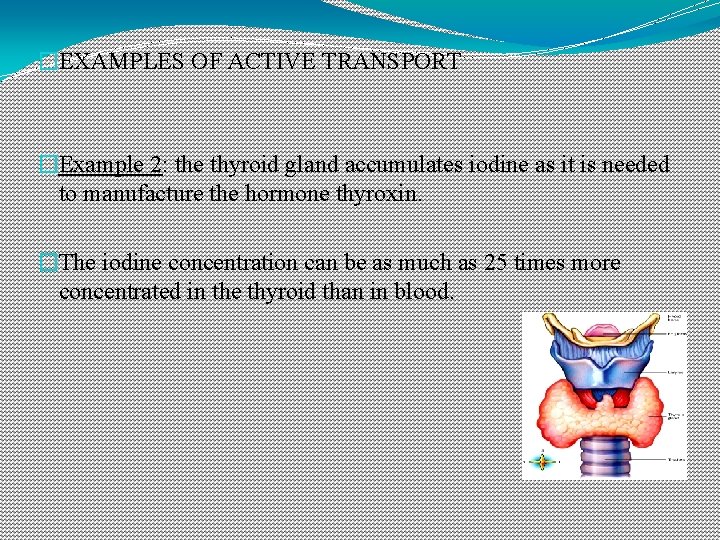 �EXAMPLES OF ACTIVE TRANSPORT �Example 2: the thyroid gland accumulates iodine as it is