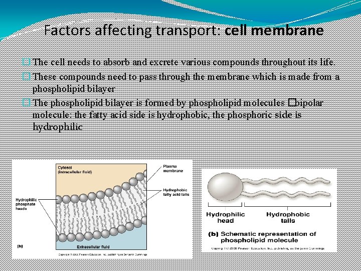 Factors affecting transport: cell membrane � The cell needs to absorb and excrete various