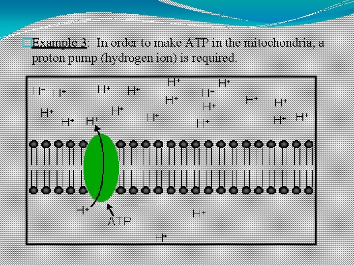 �Example 3: In order to make ATP in the mitochondria, a proton pump (hydrogen