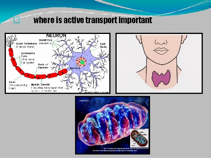 � where is active transport important 