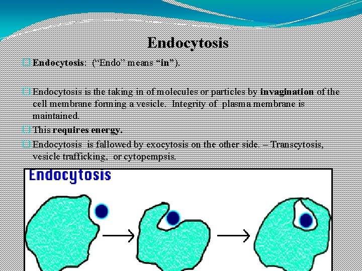 Endocytosis � Endocytosis: (“Endo” means “in”). � Endocytosis is the taking in of molecules