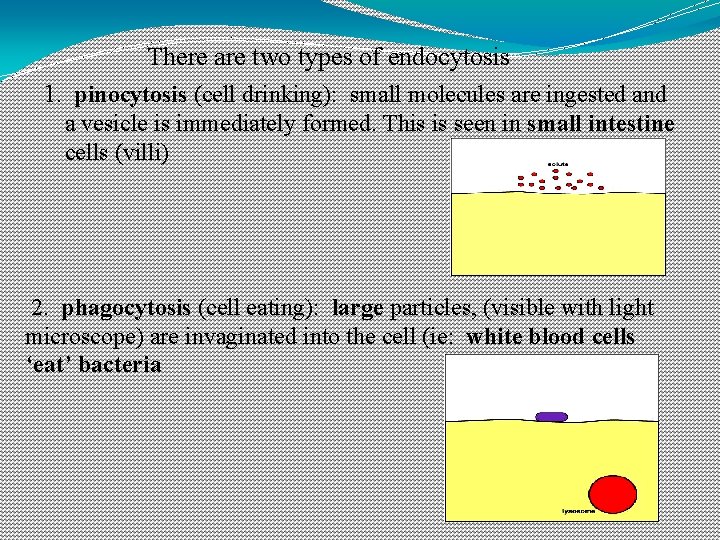 There are two types of endocytosis 1. pinocytosis (cell drinking): small molecules are ingested