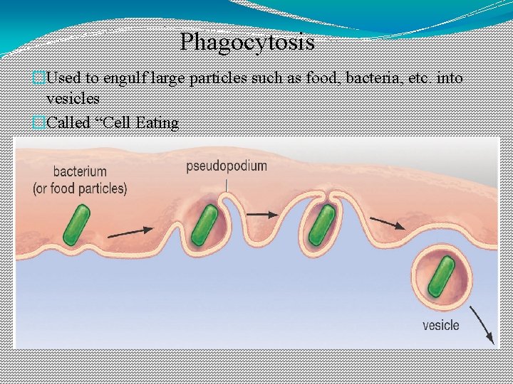 Phagocytosis �Used to engulf large particles such as food, bacteria, etc. into vesicles �Called