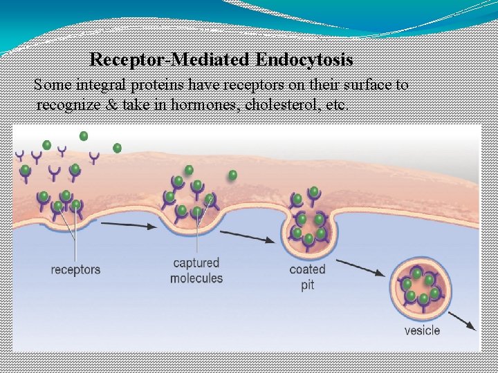 Receptor-Mediated Endocytosis Some integral proteins have receptors on their surface to recognize & take