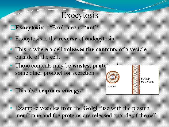Exocytosis �Exocytosis: (“Exo” means “out”. ) • Exocytosis is the reverse of endocytosis. •