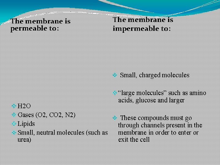 The membrane is permeable to: The membrane is impermeable to: v Small, charged molecules