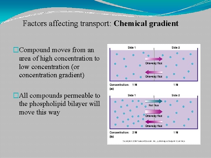 Factors affecting transport: Chemical gradient �Compound moves from an area of high concentration to