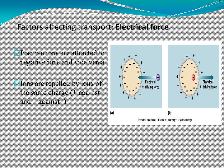 Factors affecting transport: Electrical force �Positive ions are attracted to negative ions and vice