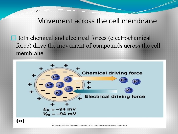 Movement across the cell membrane �Both chemical and electrical forces (electrochemical force) drive the