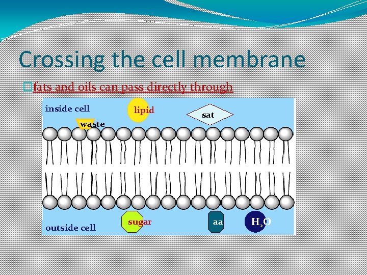 Crossing the cell membrane �fats and oils can pass directly through inside cell lipid