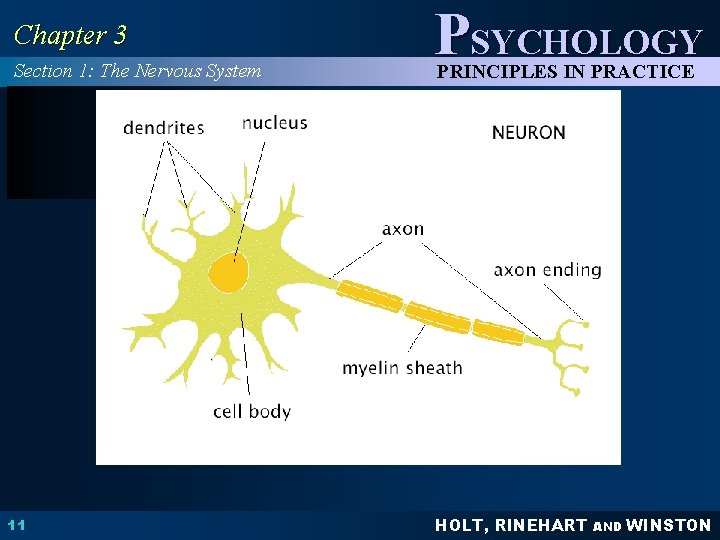 Chapter 3 Section 1: The Nervous System 11 PSYCHOLOGY PRINCIPLES IN PRACTICE HOLT, RINEHART