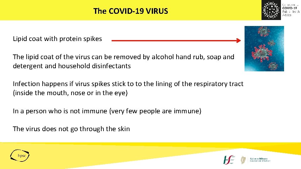 The COVID-19 VIRUS Lipid coat with protein spikes The lipid coat of the virus