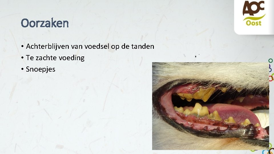Oorzaken • Achterblijven van voedsel op de tanden • Te zachte voeding • Snoepjes