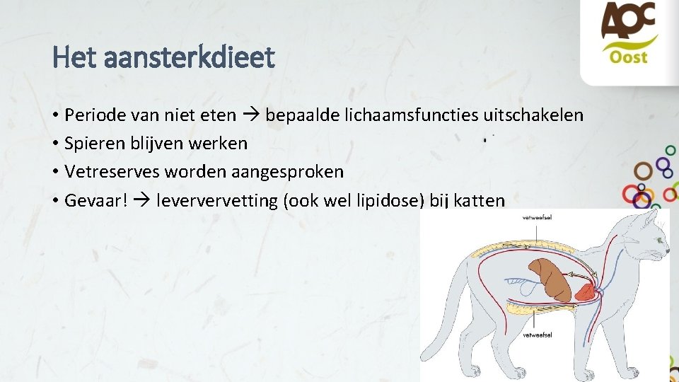 Het aansterkdieet • Periode van niet eten bepaalde lichaamsfuncties uitschakelen • Spieren blijven werken