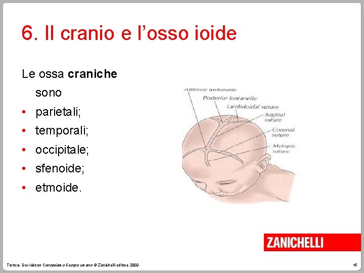 6. Il cranio e l’osso ioide Le ossa craniche sono • parietali; • temporali;