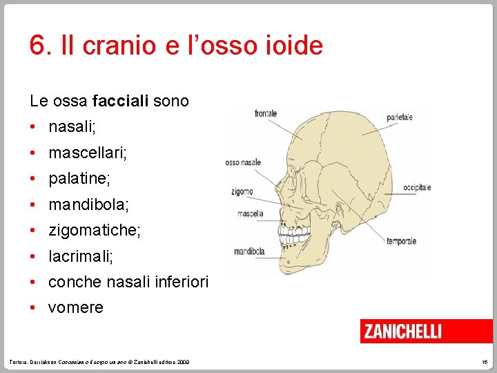 6. Il cranio e l’osso ioide Le ossa facciali sono • nasali; • mascellari;