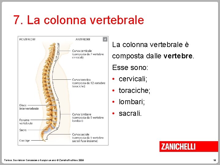 7. La colonna vertebrale è composta dalle vertebre. Esse sono: • cervicali; • toraciche;
