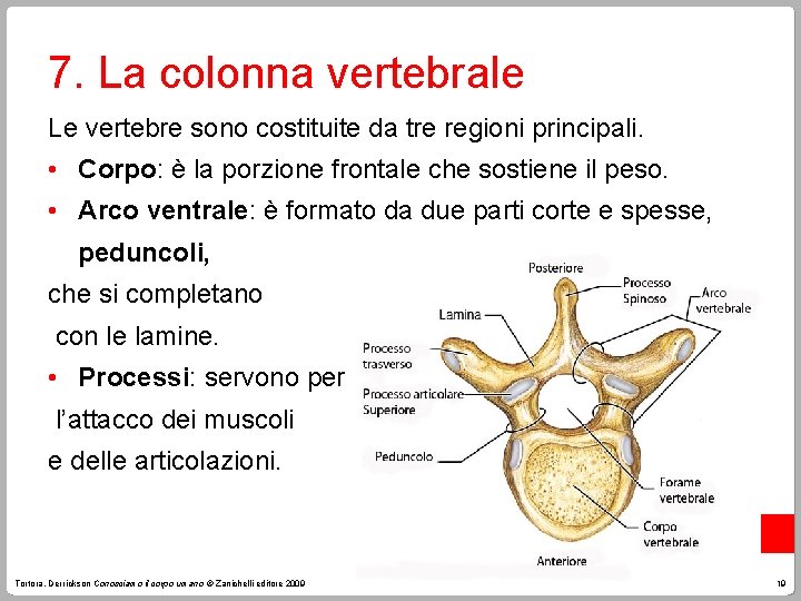 7. La colonna vertebrale Le vertebre sono costituite da tre regioni principali. • Corpo: