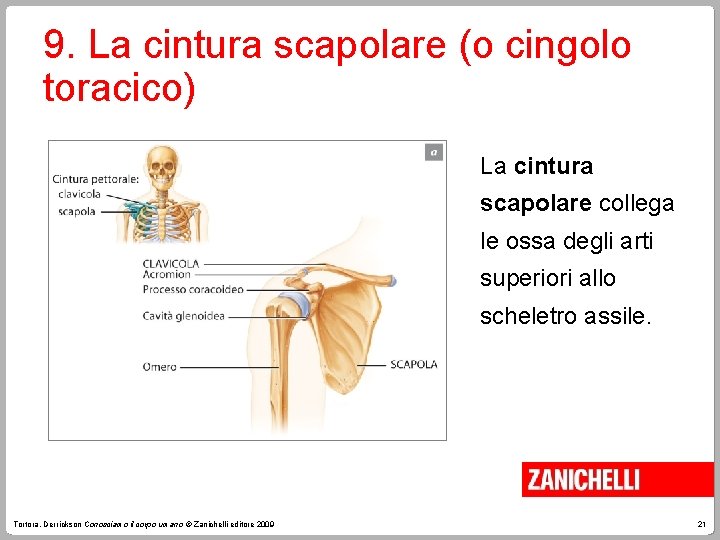 9. La cintura scapolare (o cingolo toracico) La cintura scapolare collega le ossa degli