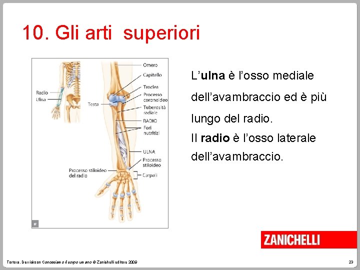 10. Gli arti superiori L’ulna è l’osso mediale dell’avambraccio ed è più lungo del
