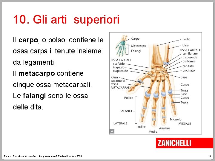 10. Gli arti superiori Il carpo, o polso, contiene le ossa carpali, tenute insieme